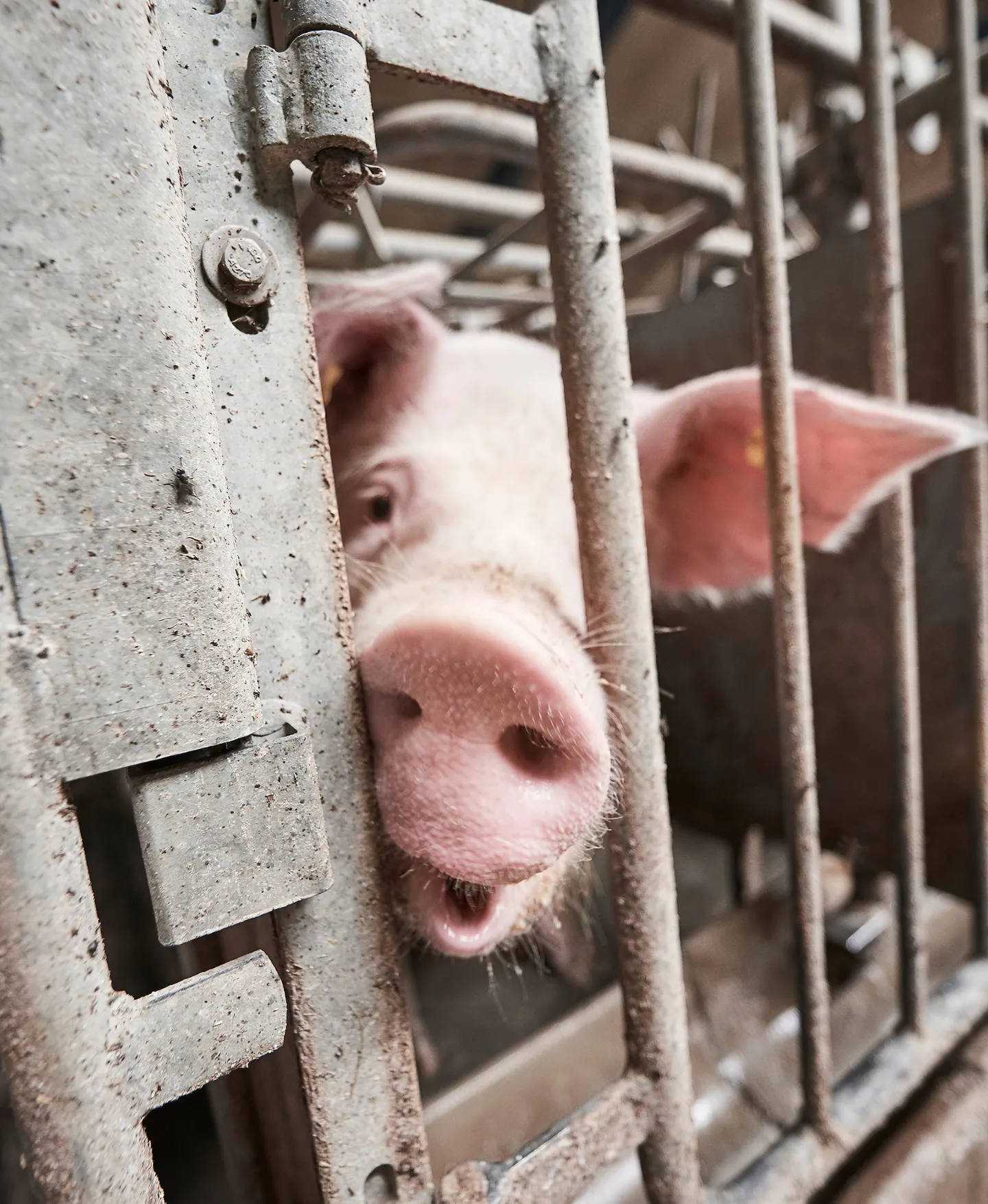 Kraka Economics Image